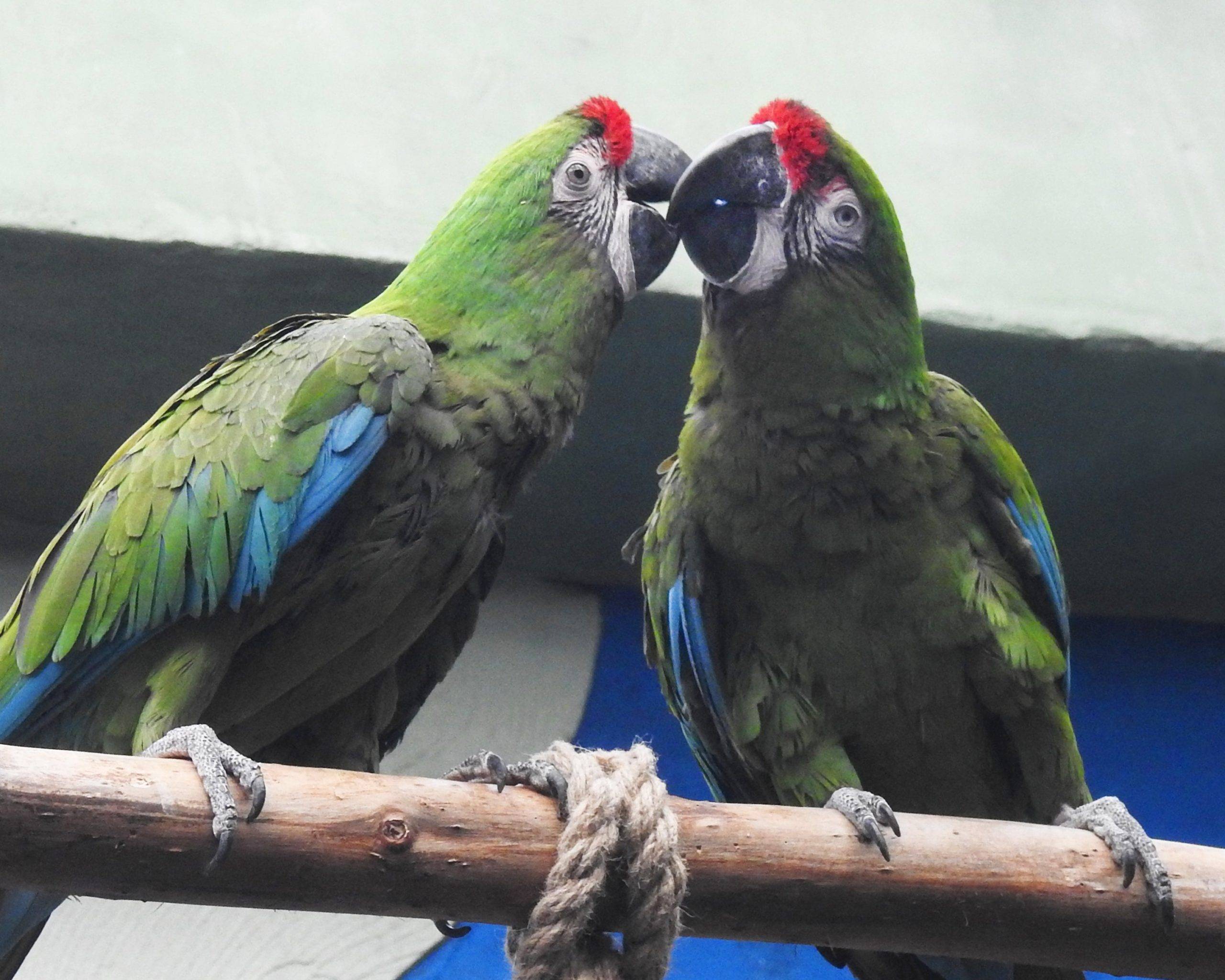 Род ара | «говорящий попугай»