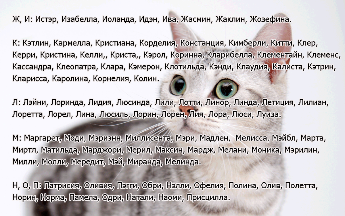 Как назвать котенка: 200 кошачьих имен со значением