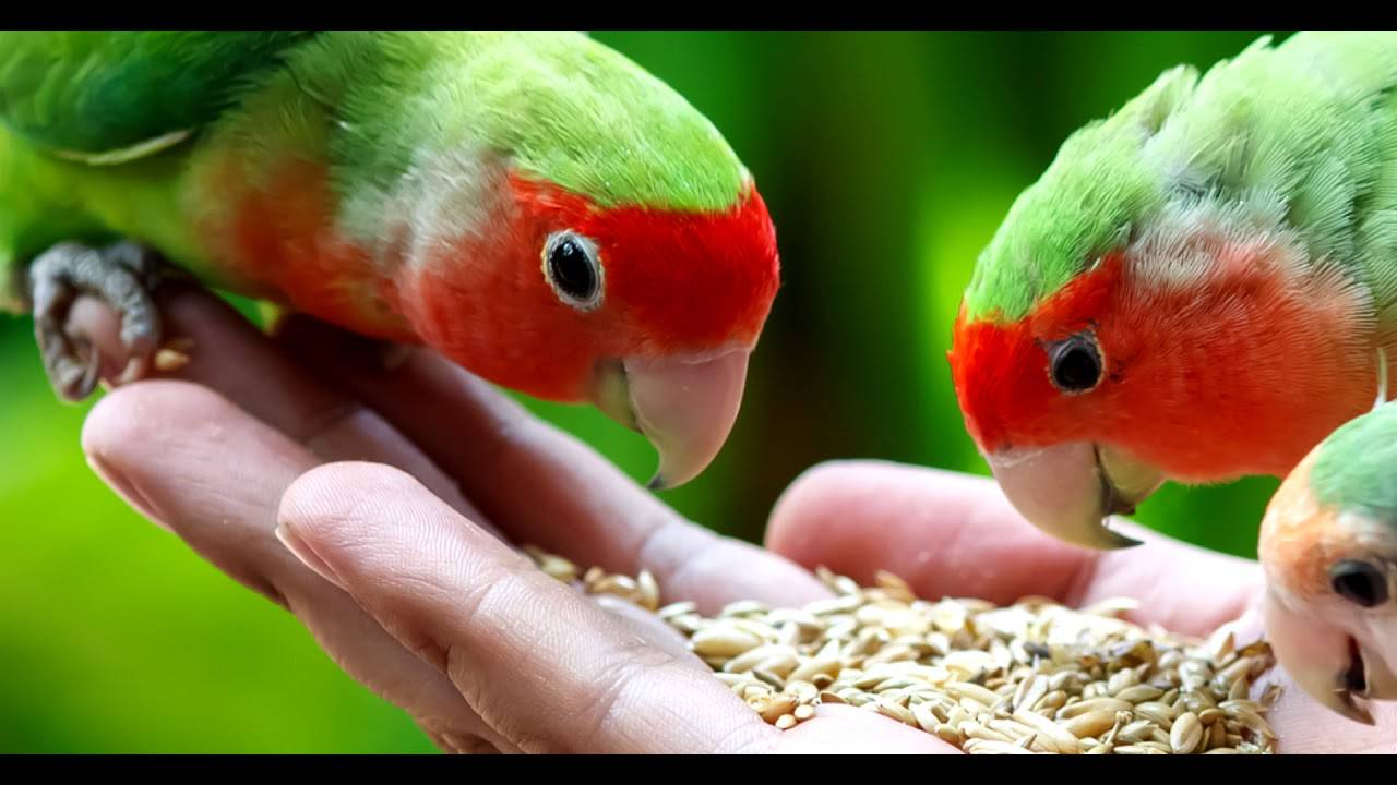 Попугаи неразлучники разговаривают или нет, как научить говорить?