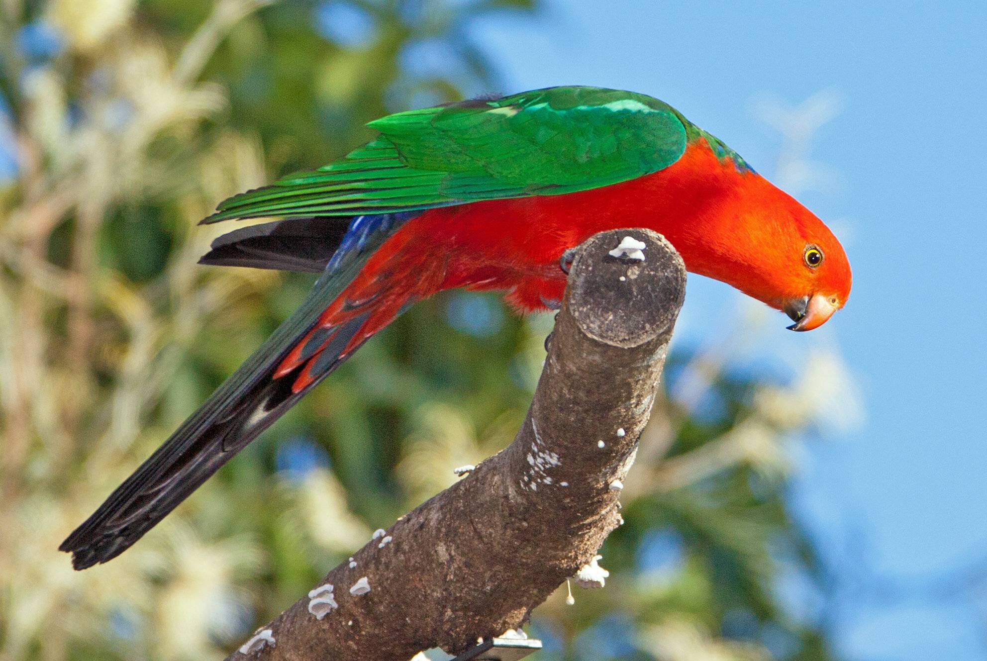 Кольчатые попугаи: фото и описание, особенности содержания, образ жизни и интересные факты