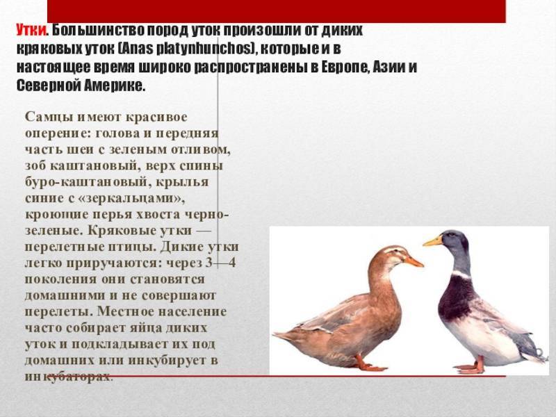 ᐉ утка фаворит: описание, особенности разведения, ухода и содержания - zooon.ru