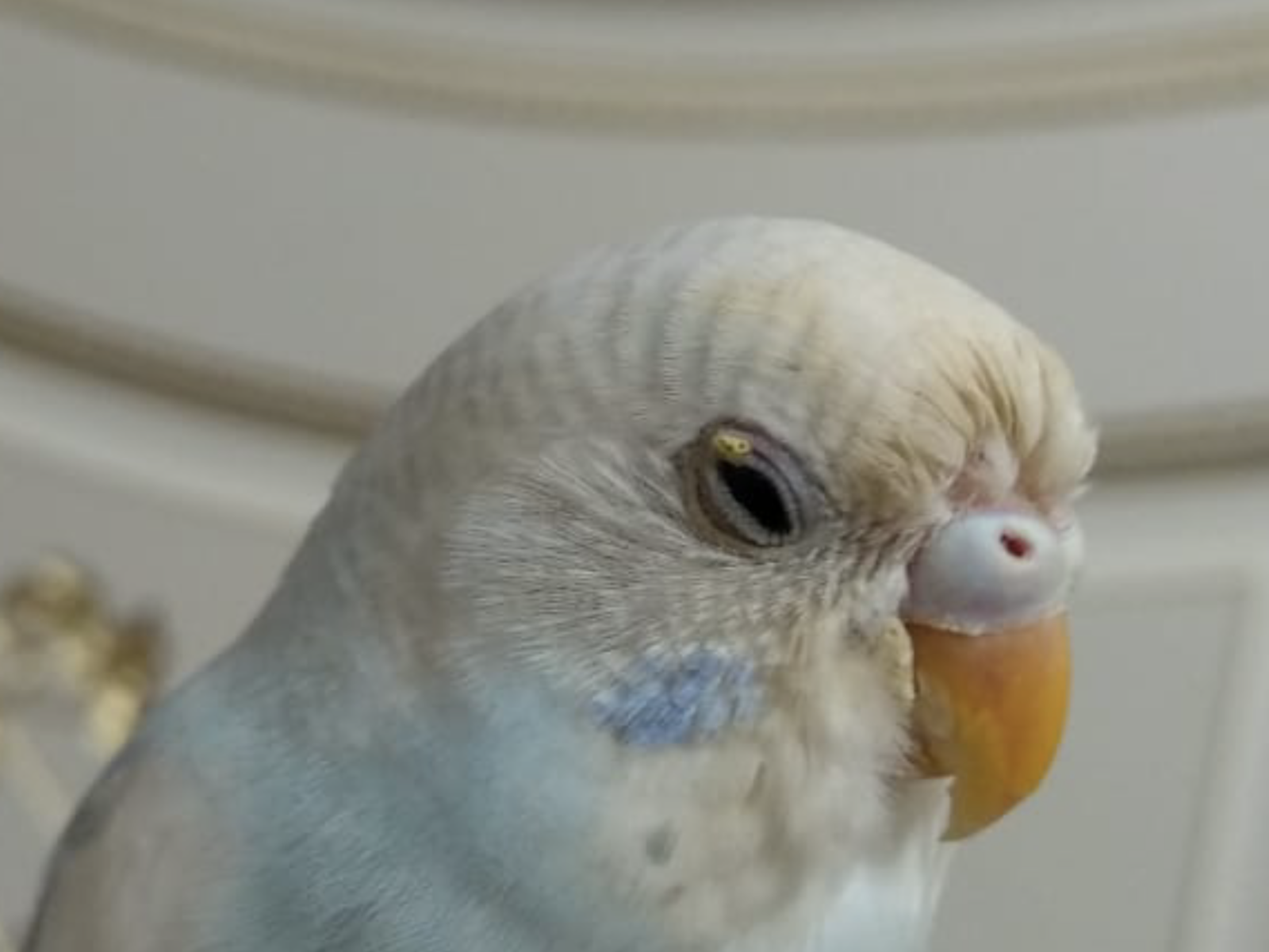 Как научить волнистого попугая говорить, что делать, чтобы питомец начал разговаривать