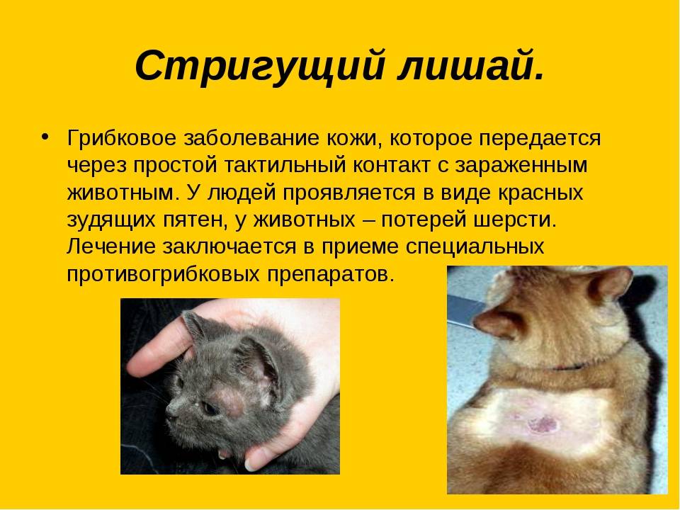Болезни грызунов и зайцеобразных - неовет24 сеть ветеринарных клиник