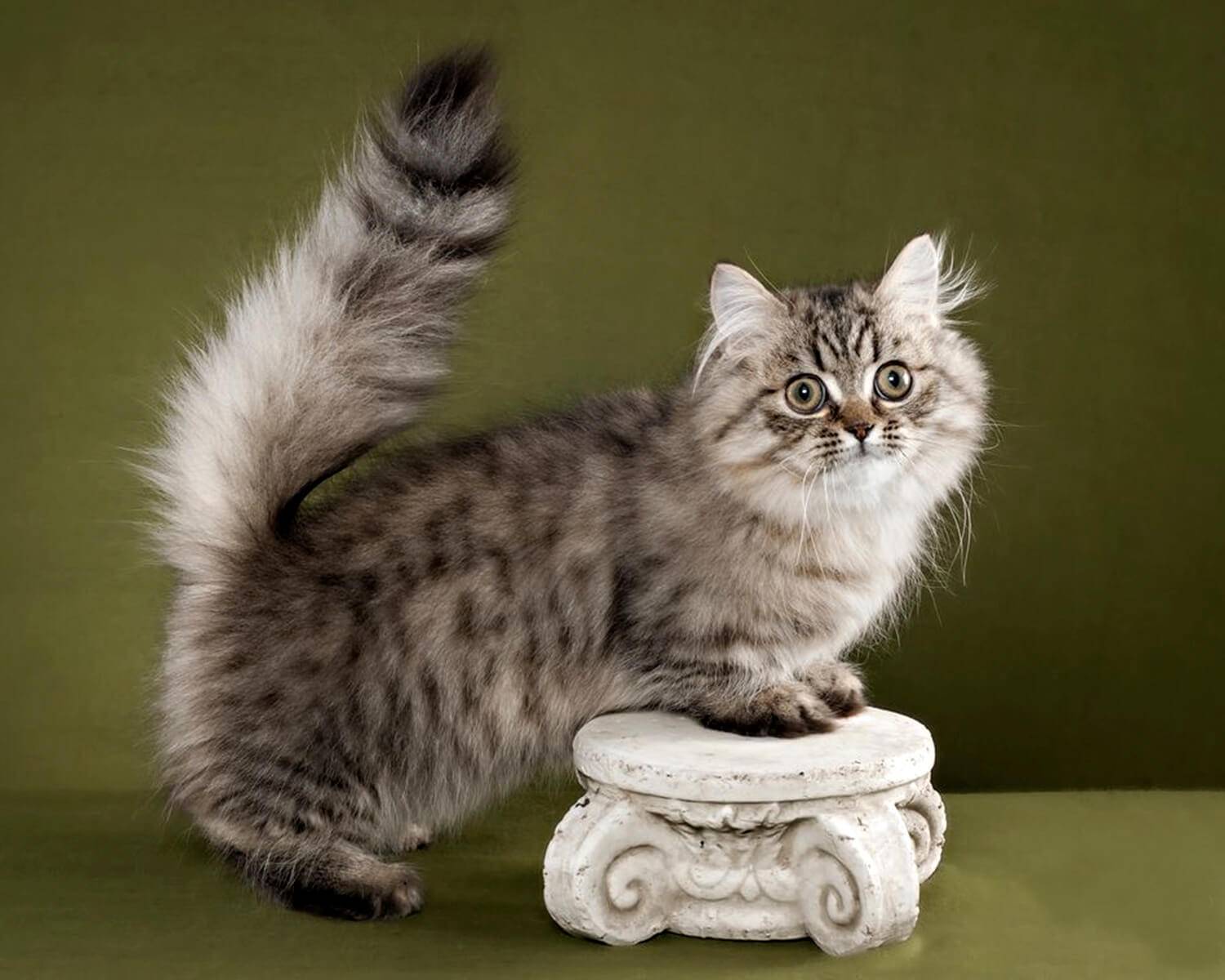 Порода кошек манчкин: история, особенности внешности, содержание, выбор