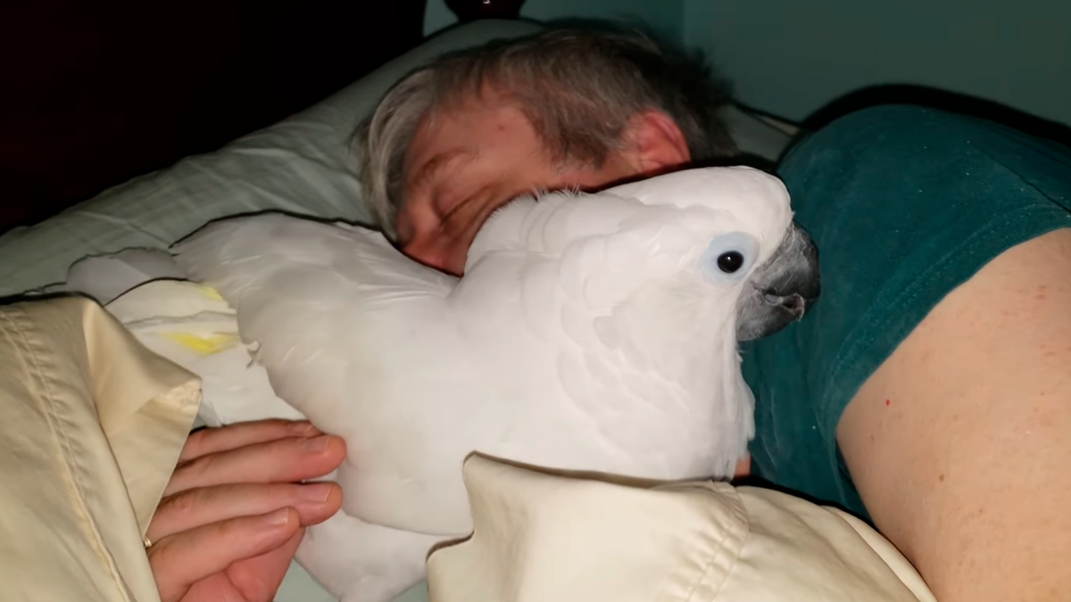 Как спят волнистые попугаи, описание, фото