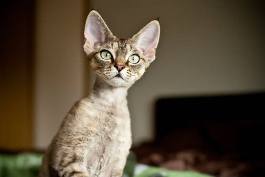 Девон рекс: описание, характер, как ухаживать за породой кошек девон-рекс, фото