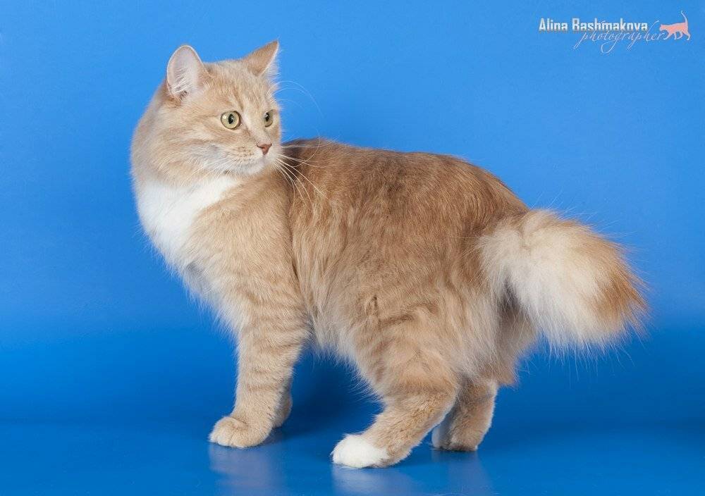 Карельский бобтейл или карело-финская кошка - мир кошек