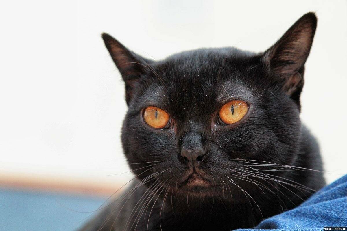 Бомбейская кошка: история, характер, описание, содержание, здоровье и покупка