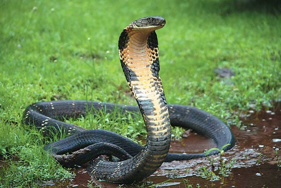 Индокитайская плюющаяся кобра - indochinese spitting cobra - abcdef.wiki