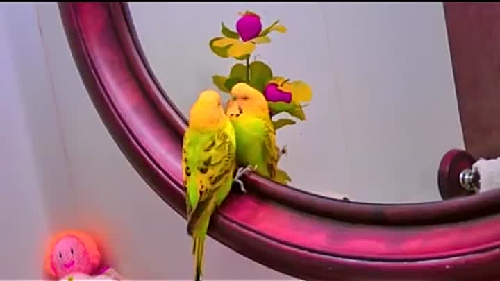 Пение волнистых попугаев: слушать чириканье и звуки
