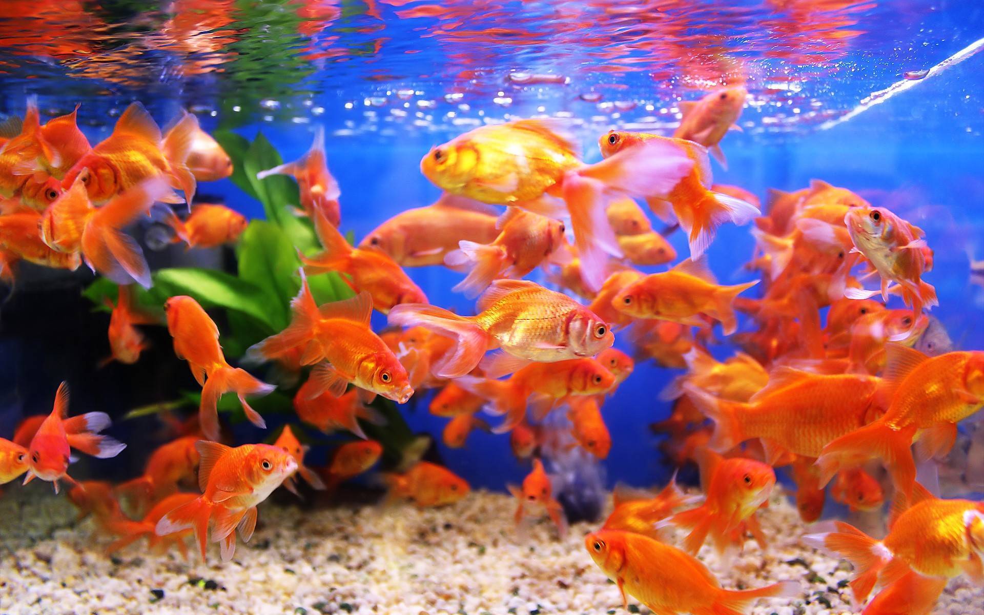 Как и чем кормить рыбок в аквариуме?
