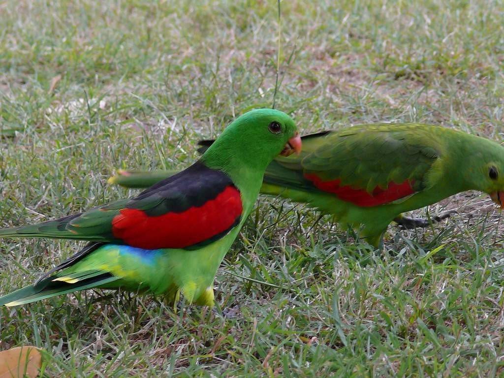 Краснокрылый попугай: фото и видео пернатого любимца