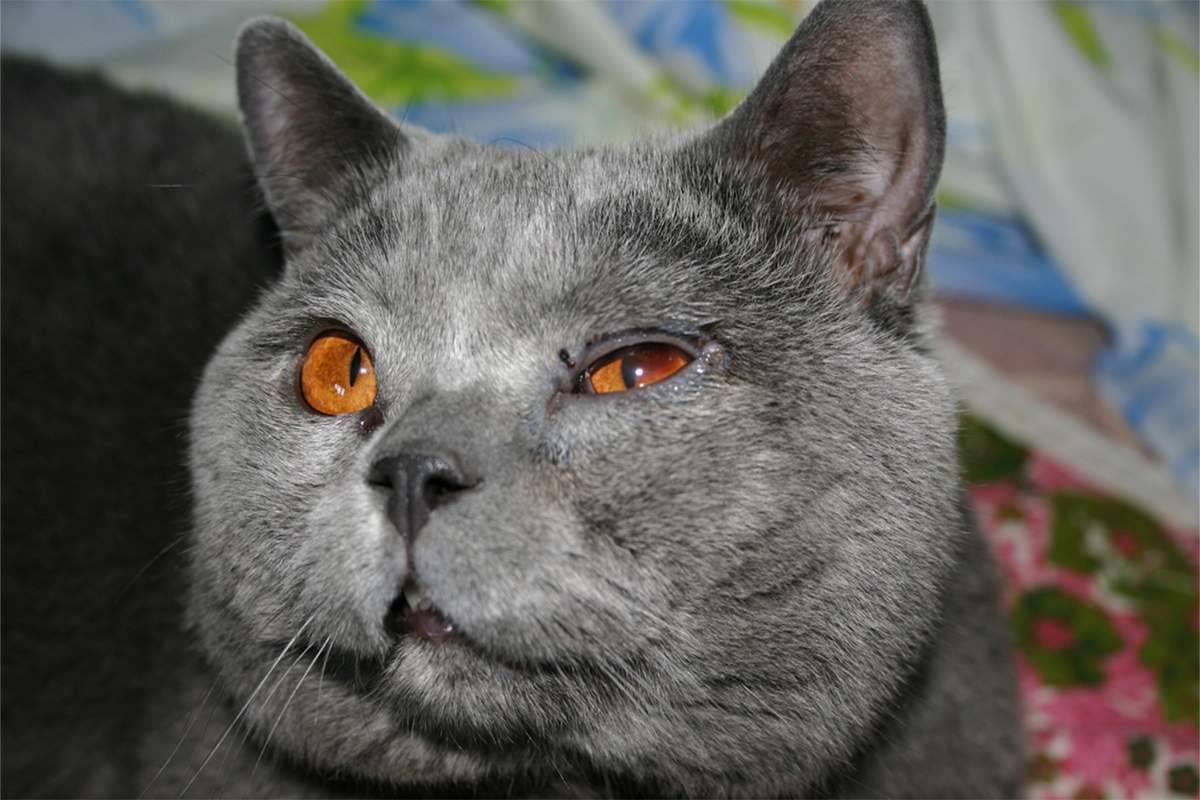 Почему у кошки слезятся глаза:  что делать и чем лечить