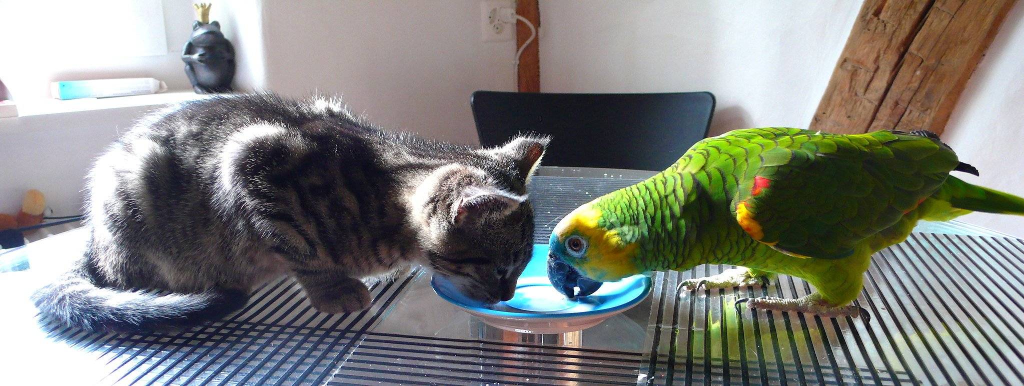 Взаимоотношения попугая с котом или собакой и секреты приучения их друг к другу