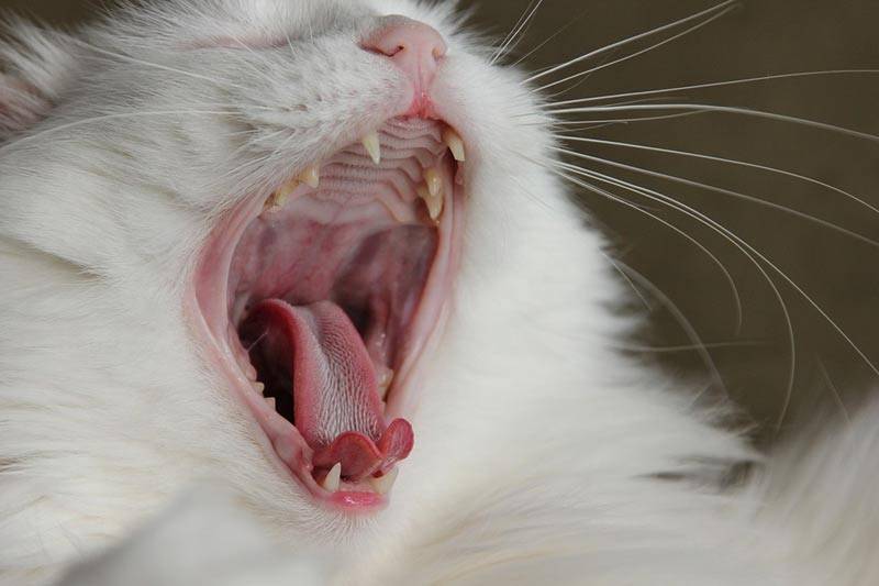 Кальцивироз у кошек: все о лечении и симптомах вирусной инфекции у взрослых кошек, и котят