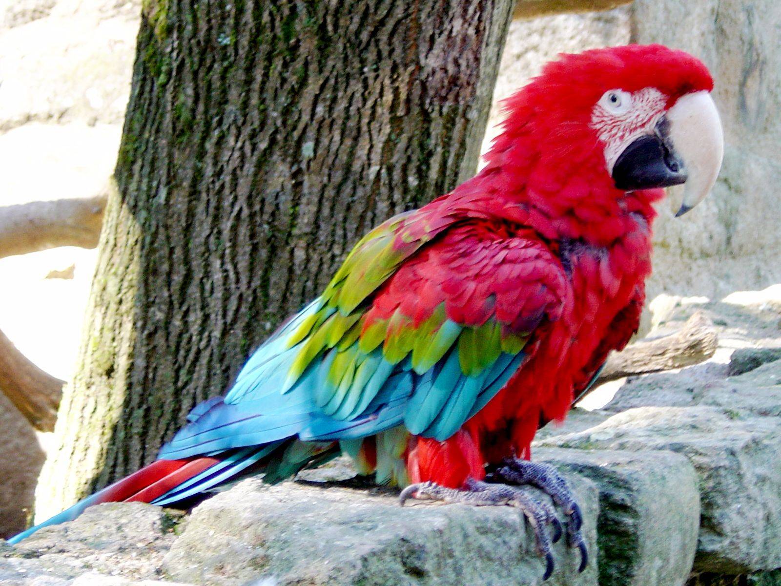 Ара: умные попугаи большого размера