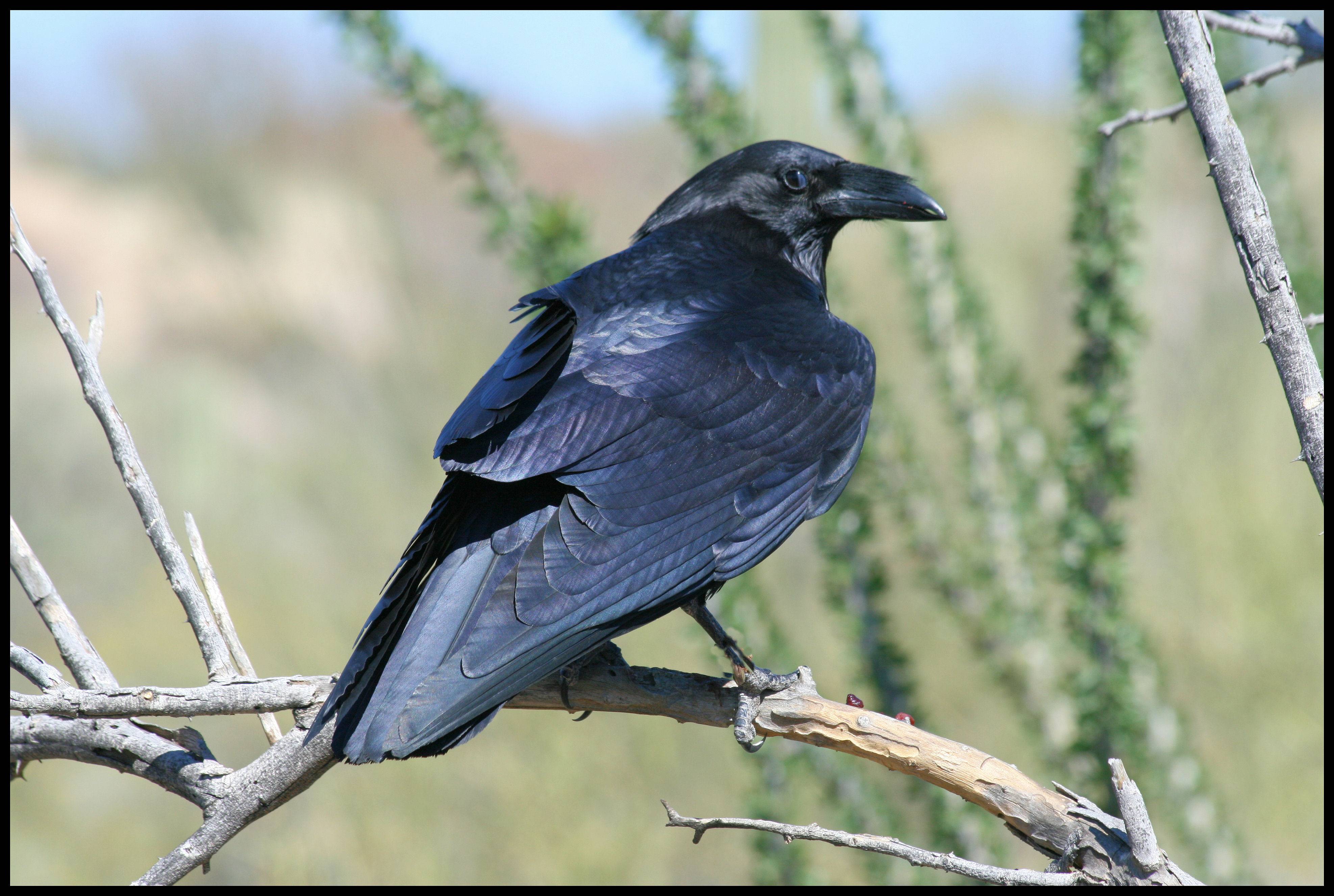 Содержание ворона - особенности птицы, питание и уход