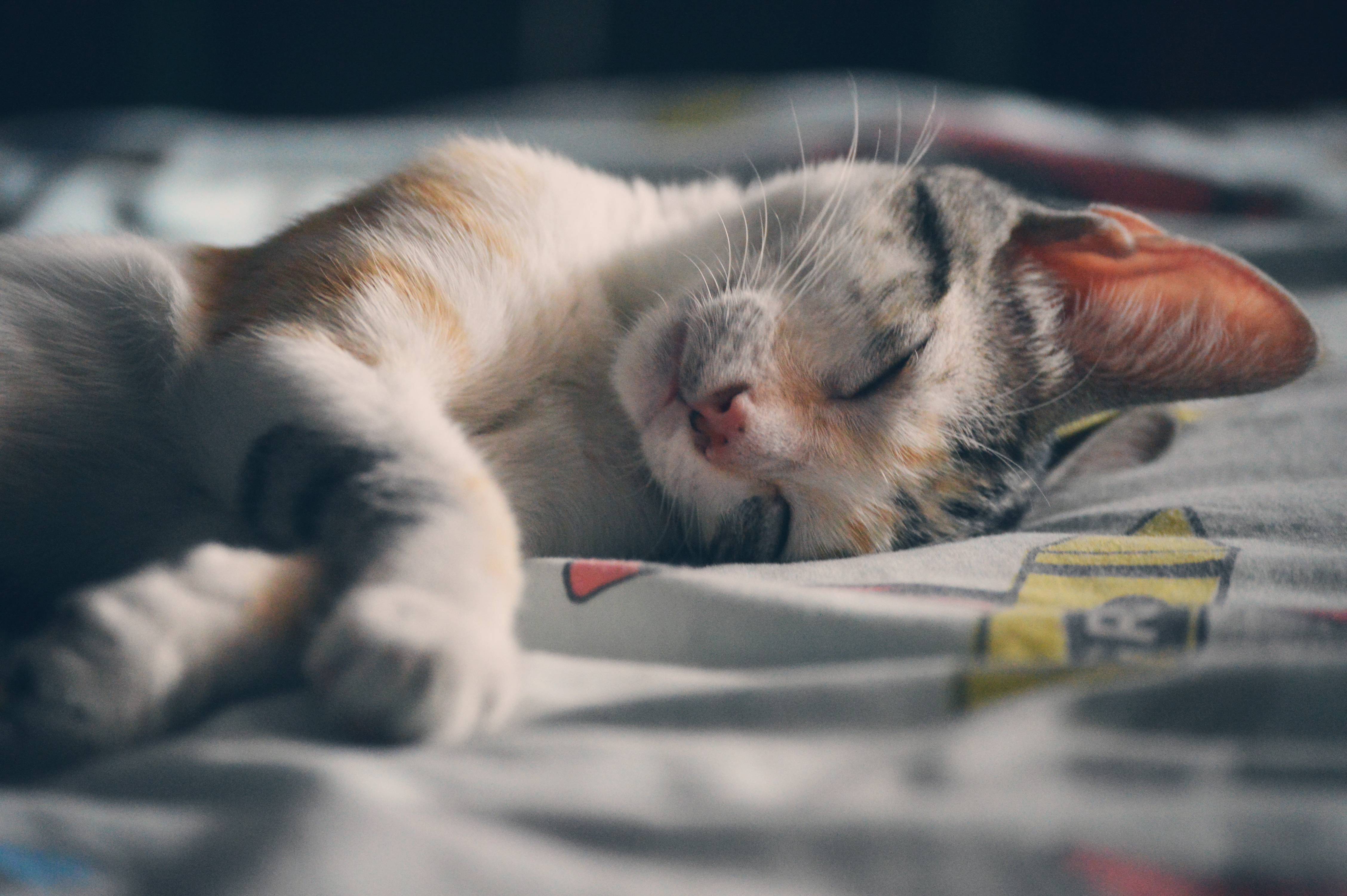 Снятся ли кошкам сны? что говорят учёные