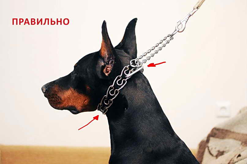 ᐉ ошейники для собаки: какие бывают и какой выбрать - ➡ motildazoo.ru