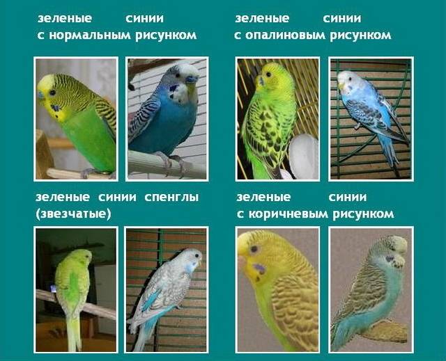 Виды попугаев. описания, названия и особенности видов попугаев | живность.ру