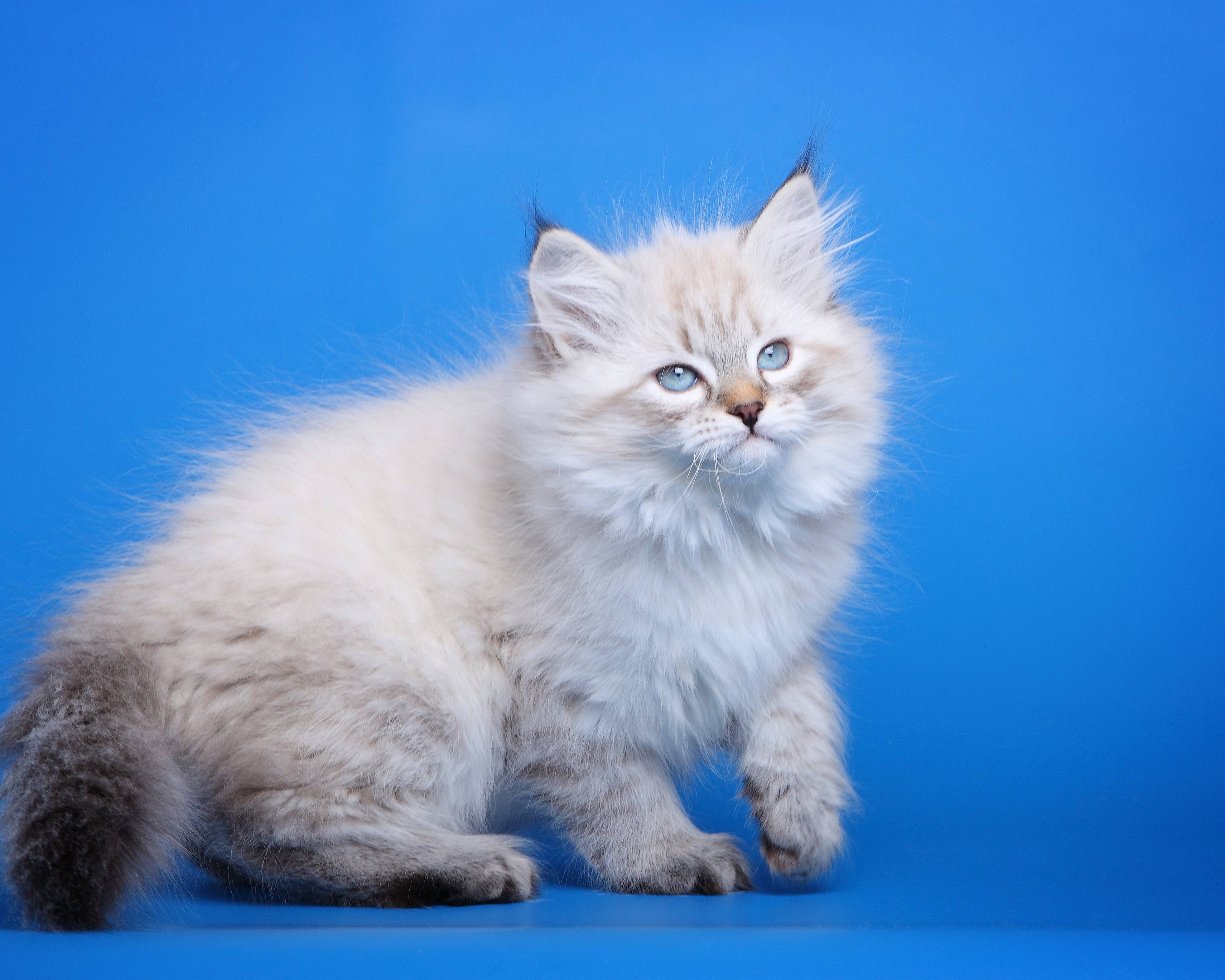 Невская маскарадная кошка: описание породы, характер, отзывы, фото
