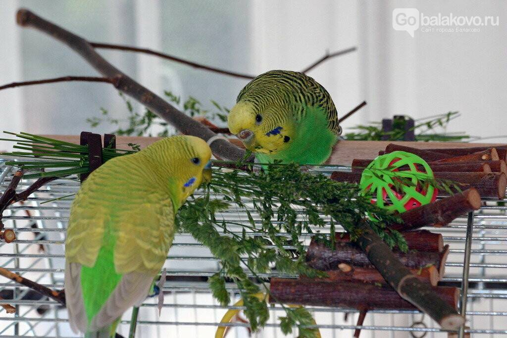 Что едят попугаи: чем кормить волнистых птиц в домашних условиях, кроме основного корма, перечень фруктов и овощей, которые можно включить в рацион