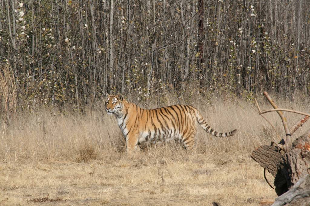 Всё о тиграх: интересные факты и заблуждения