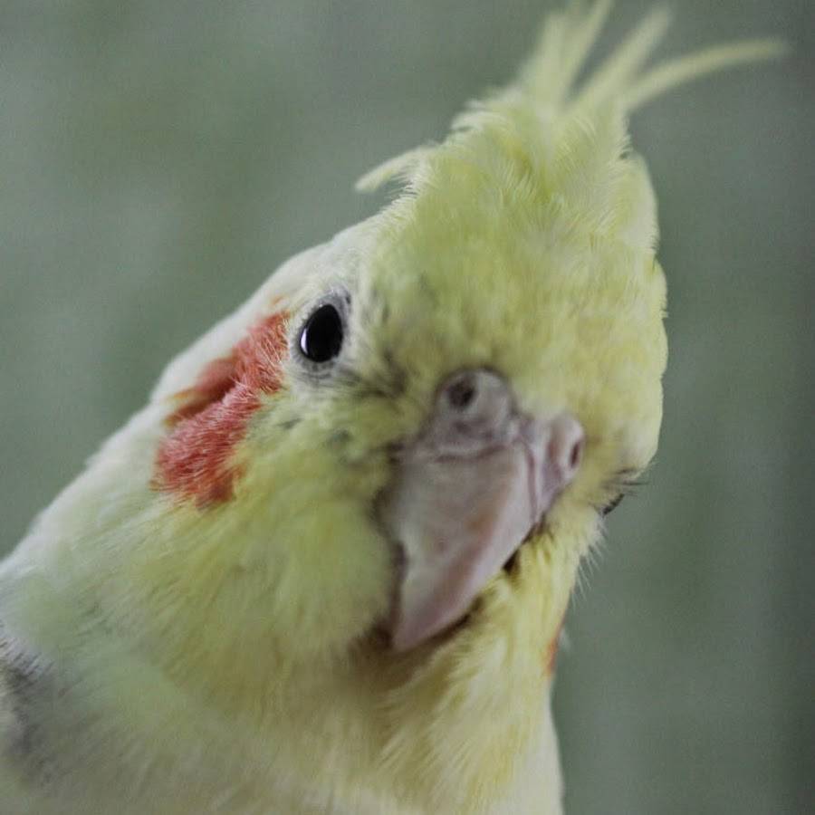 Пение и звуки попугая корелла: слушать пение птиц