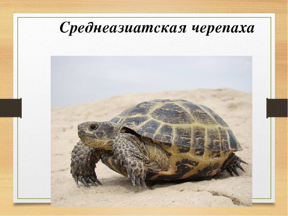 Среднеазиатская черепаха в узбекистане: распространение, численность, сохранение и рациональное использование вида