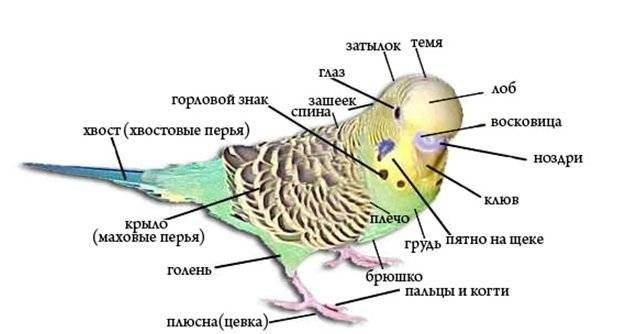 Изучаем особенности скелета и анатомии волнистого попугая