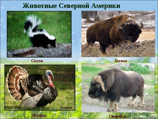 Животные северной америки: распространенные и редкие виды, необычные представители - tarologiay.ru