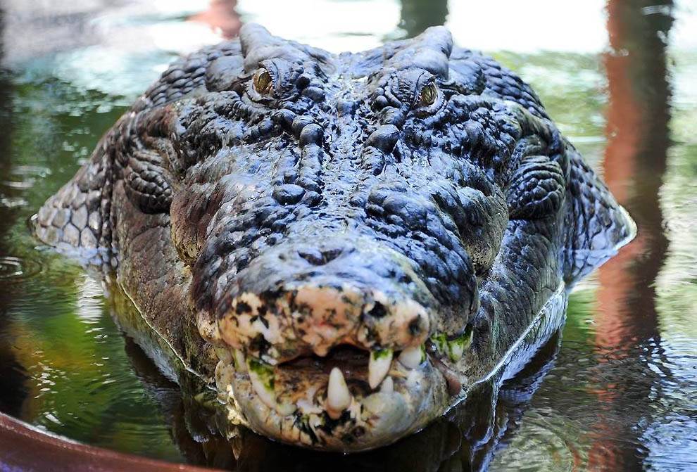 Топ-10 самых маленьких крокодилов в мире