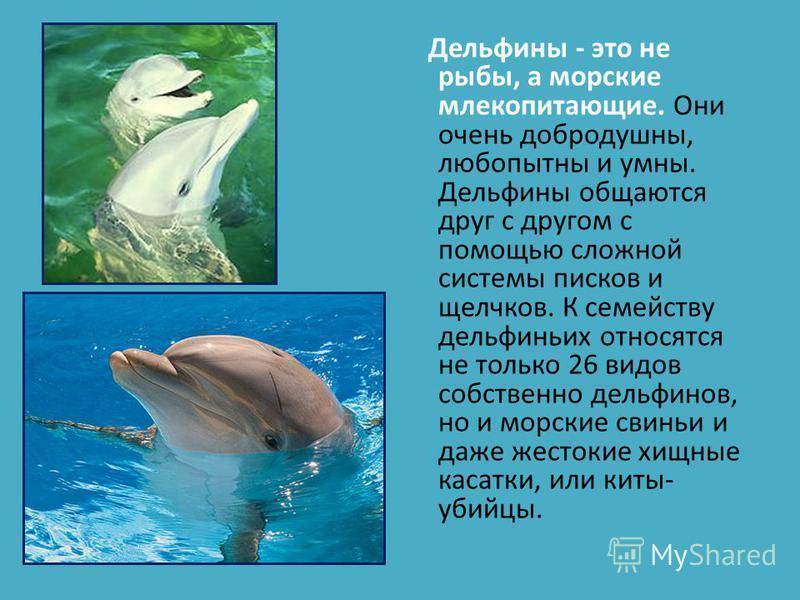 Дельфин это рыба или млекопитающее?