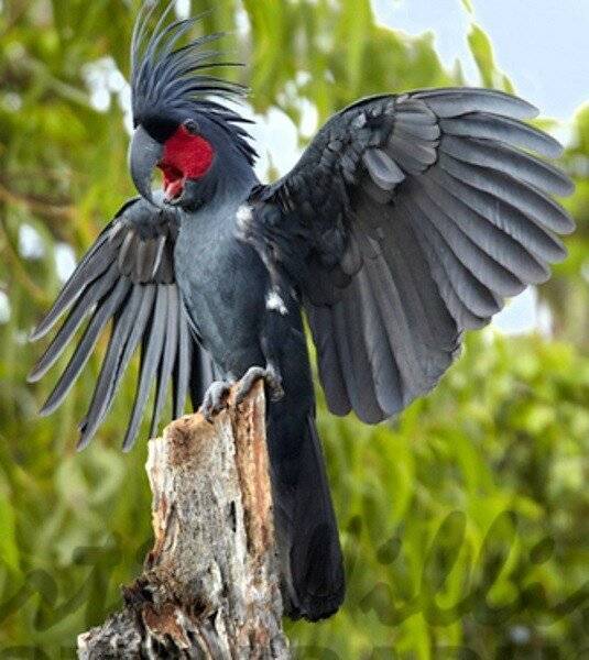 Топ-10 самых красивых попугаев в мире (30 фото)
