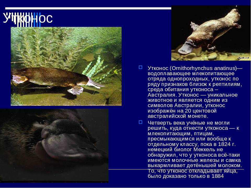 Утконос:описание,фото,размножение,среда обитания | divo.site