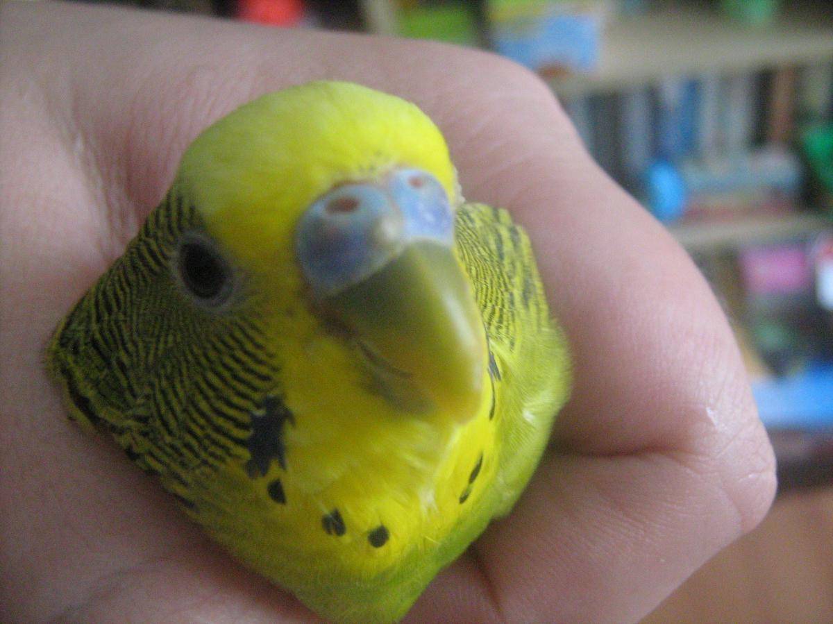 Кнемидокоптоз у попугаев: лечение от чесоточного клеща