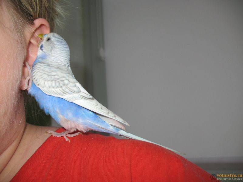 Как отучить попугая кусаться: полезные советы