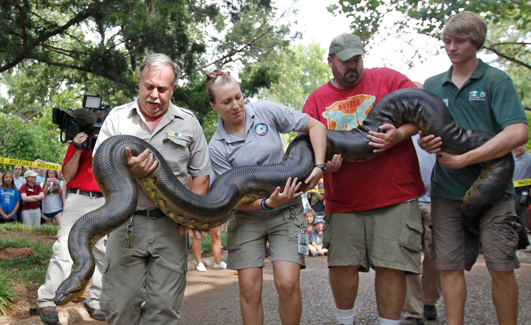 Большая змея — обзор самых больших змей и мест их обитания. 110 фото, названия и особенности огромных змей