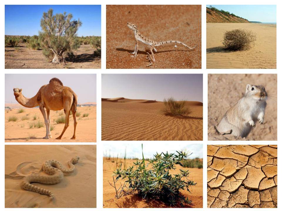 Животные пустыни россии, кратко о животном мире
