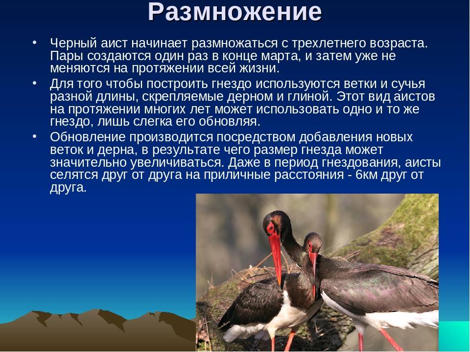 Чёрный аист | птицы северо-запада россии