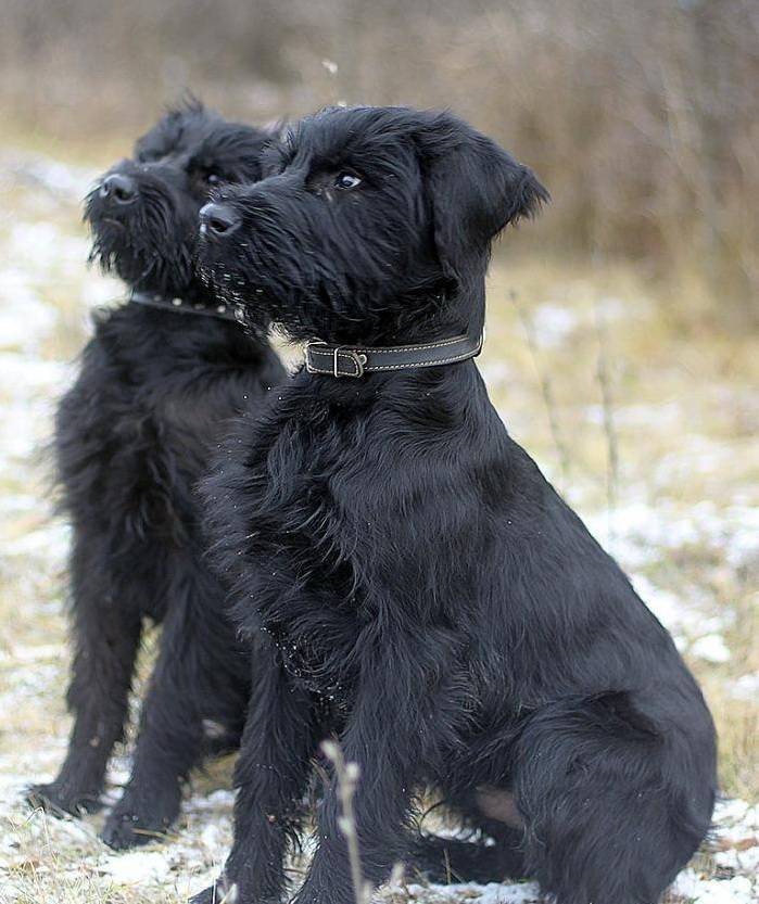 Ризеншнауцер фото?, характеристика породы и описание, черная собака