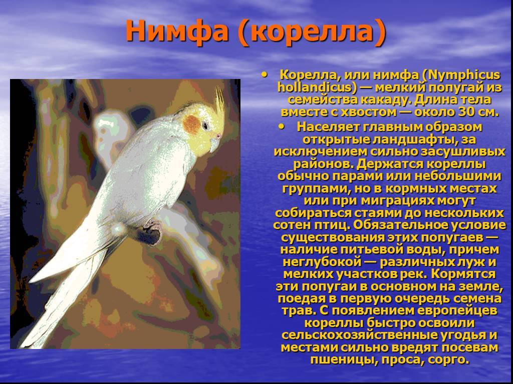 Попугай корелла: описание, плюсы и минусы содержания