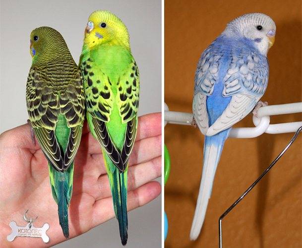 Волнистый попугай – описание, виды, фото, содержание, уход