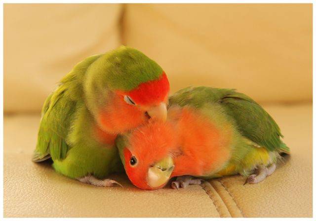 Попугаи-неразлучники: птицы, которые умеют любить. фото — ботаничка