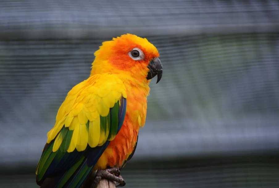 ? разновидности волнистых попугаев