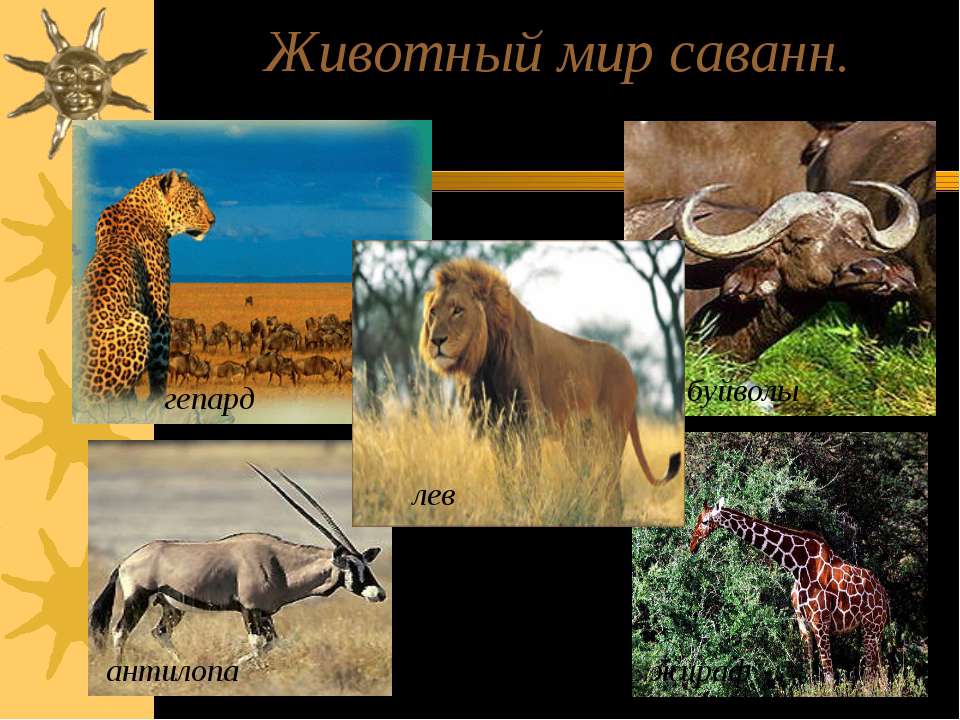 Животные африки: удивительные и загадочные представители фауны