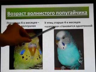 Как узнать возраст волнистого попугая