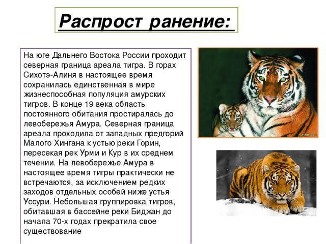 Тигр:виды,размножение,питание,поведение,фото,видео,описание,враги,популяция | аквариумные рыбки