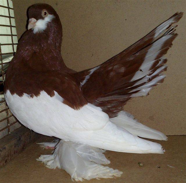 Популярные породы статных голубей