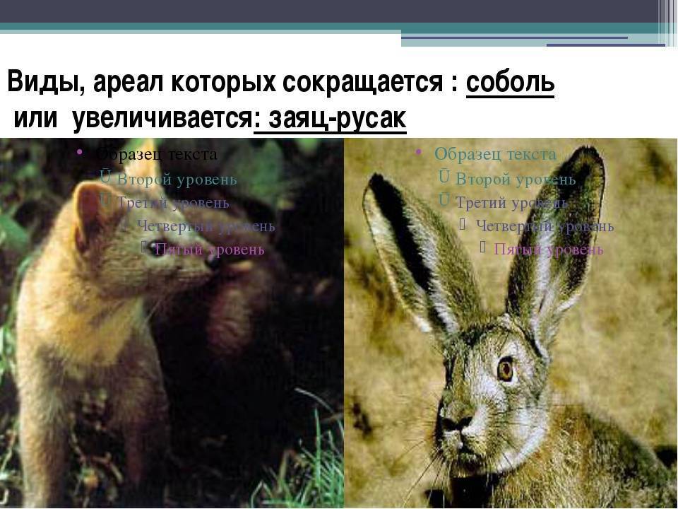 Заяц-беляк – фото, описание, ареал, рацион, враги, популяция
